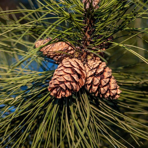 Premium Athonite Incense for Church and Home Use